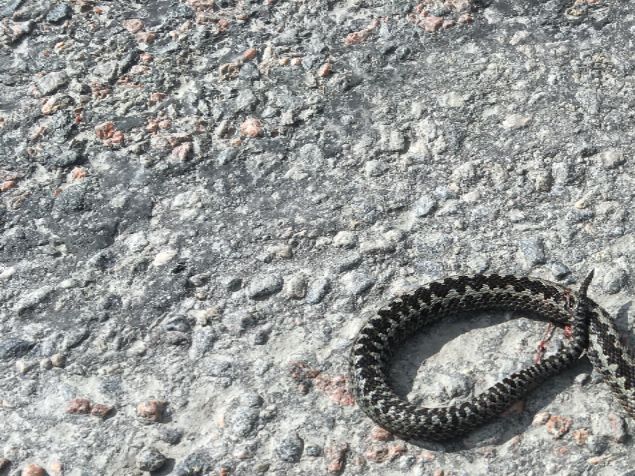 Årets första huggorm - ett fint exemplar! Trots att giftet inte är så farligt som man tror så hajar jag till ändå. Inpräntat sen barnsben - giftig orm.
Hoppas alla får en trevlig valborg, dock utan eld. Det är torrt i marken och i alla mina krukor. Vattna vattna 💦 Plantorna till försäljning växer och snart dax att gödsla lite.☀️💦👍