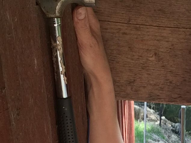 Efter ett härligt dubbelsamtal med två katter som inte alltid kommer så bra överens känns det som moln i magen. Då passade det bra att montera upp en kabel under stalltaket på lösdriften bort till hägntråden. Märkte idag när jag åkte iväg till trädgårdsjobb mitt på dagen att Ascona, mitt goa tinkersto, hängde låååångt över den fjädrande hästhagetråden. Inte bra! Bara något steg till och hon hade gått över och varit på utsidan hagen istället... Hmmm... kanske borde fix strömkabel till hägnet...så då gjorde jag det, annars hade jag måst göra det ändå. Hästarna ska hålla sig inne i hagen. Hoppas det hjälper! Gräset är ju grönare på andra sidan och i detta fallet är det sant! De har betat bra, men kan inte låta dem gå i hela jättestora hagen för då skulle de spricka av föööör mycket mat. 🎂