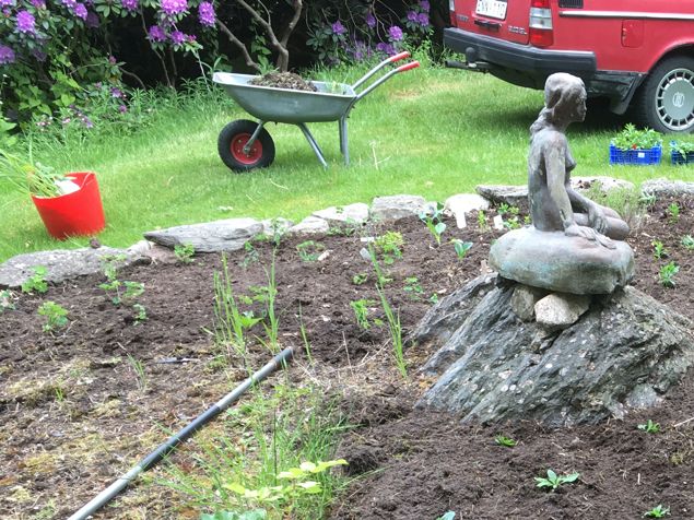 En sådan fin rabatt det blir med de upplivande grönsaksplantor mellan de senare färgglada perennerna jag säljer. Jag fick plantera fritt i eget konstnärligt mönster och det tar ca en sekund så vet jag hur hela rabatten ska se ut när den är klar. Bara att sätta igång och plantera i de mönstren. Och några trion med purjolök och på utvalda ställen. De fina mörkröda rödbetsbladen kommer göra sig fint vid de vita blommorna så småningom 👍 🥬 🌱