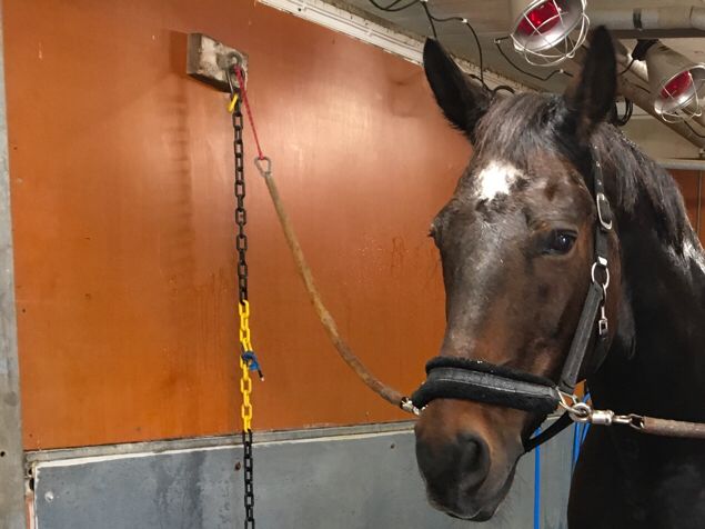 Nu äntligen har jag kommit till Luleå och får träffa en stammis - den fina Shaman! Vi har länge planerat resan, men Covid kom emellan. Det ska bli så spännande att få hjälpa till vid både dressyr och hoppning, att tala med honom samtidigt som ägaren rider. Både vidgade vyer och kunskaper, WOW!!!
