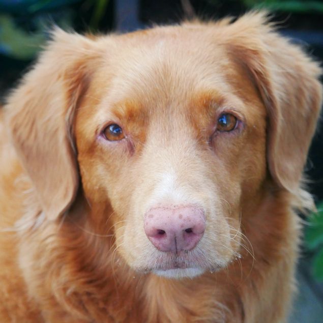 Ett härligt och intressant djursamtal med denna fantastiska hund 👍 där jag fick lära mig ett nytt sätt att använda leverpastej. Stort leende! 😁 Jag slutar aldrig att förundras över de fina djursamtalen jag har. Varje dag är så spännande. Är djuret pratvilligt? Är djuret intresserad av att svara på matte/husses frågor? Men framför allt; vad vill djuret säga? Jag är så tacksam att jag får samtala med djuren, det är så fantastiskt 💕 Tack!