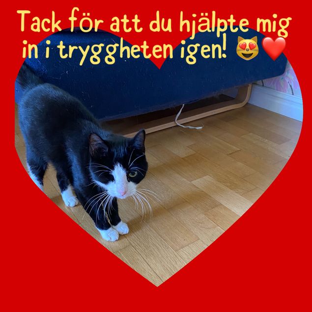 Bästa belöningen! Detta lever jag för! Att kunna hjälpa djuren 💕
Denna fina innekatten hade råkat komma ut och var skrämd av den stora världen utanför. Inte konstigt! Jag talade med henne för en vecka sedan och lite varje dag sedan dess. Peppa henne att gå in i buren, men den var ju för liten. Känslan jag gav ägaren i går hjälpte och nu är hon hemma igen, eftersom hon vågade gå in i den större buren! Är så tacksam att kunna känna in vad djuren känner, vill och önskar så jag kan förmedla. 🙏
Blev så glad för hennes tackkort 💕 Tusen tack 🙏