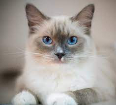 Idag fick svärfar telefonsamtal från Blå stjärnan att hans katt går inte att rädda. Hon bör avlivas. Och så blev det 😢 Nu är svärfar alldeles ensam i sin lägenhet. Saknaden är stor för honom. Jag tycker han ska se sig om efter en ny katt och han bad mig då att jag skulle det. Naturligtvis är det kemin dem emellan som gäller, men att höra sig för och kolla upp uppfödaren/ägaren kan jag gärna hjälpa till med. OCH jag vill tala med katten först! Det behöver inte vara en kattunge, det kan vara en omplaceringskatt, bara hen är riktigt trevlig och social. Vet någon om en innekatt till min omtänksamma svärfar så hör av er till mig. 😍 🐈