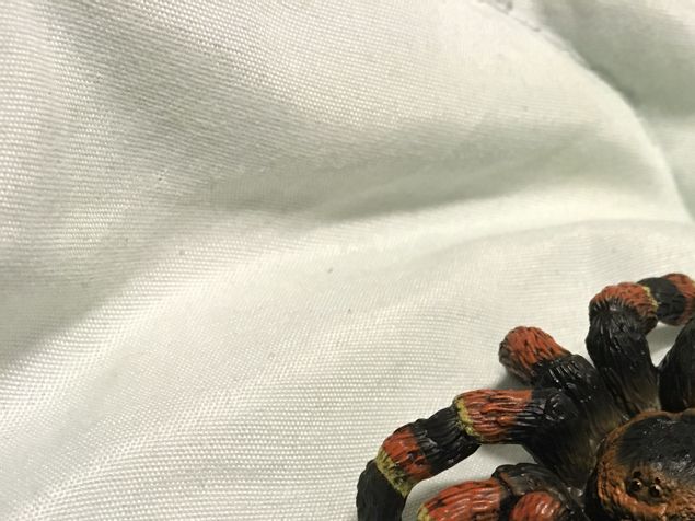 Hjälp - spindel, säger många. Men de är inte farliga, deras gift är svagt. Tyvärr har jag inte fått tala med någon ännu, men kanske snart? Har träffat människor som tvivlar på att 