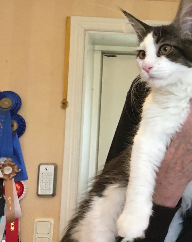 Lyckan är total. Svärfar har fått en ny katt 💕 Silvia heter hon nu. Vit och svart med silver i det svarta. Och en Queen! Så COOOL och charmerande. De passar perfekt ihop från första ögonkastet. Det värmer mitt hjärta att se honom så GLAD och LYCKLIG igen ❤️