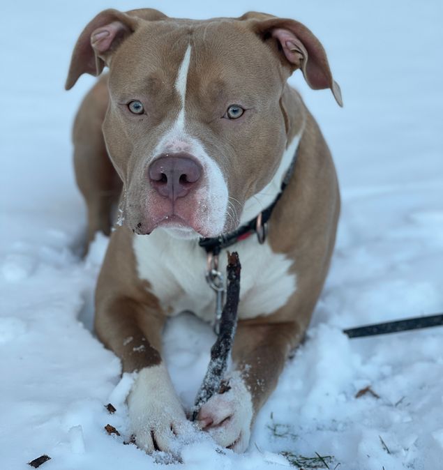 Att få känna sådan glädje denna fina hunden hade att förmedla var underbar! Och det var så ledsamt att känna hans barndom från uppfödaren, jag och matten förstår honom nu varför vissa saker känns och blir som det gör. Men nu att han har denna fantastiska matte är honom välförtjänt 💕 Ett sådant par.
Jag fick citera hans matte  