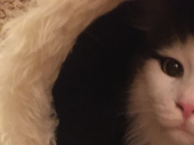 Lilla svärfar fyller 80 år i morgon men vi firade det idag. Men vem får den äran att pryda dagens bloggbild? Jo, självaste Silvia, Bengts underbara katt 💖 Tack för un underbar dag 🙏