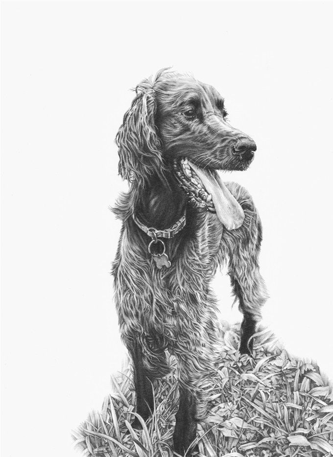 'Willa' the Red Setter, commission curtesy of a Gift Voucher purchased last Christmas (10 x 8