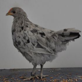2 månader