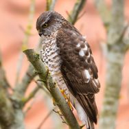 Sparrow hawk