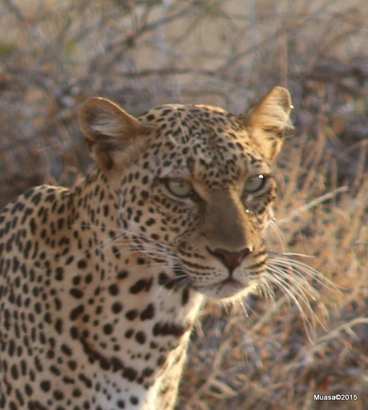 Leopard