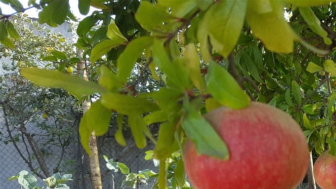 Our pomegranates are delicious!