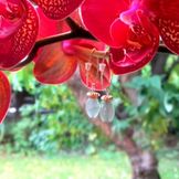 earing foto