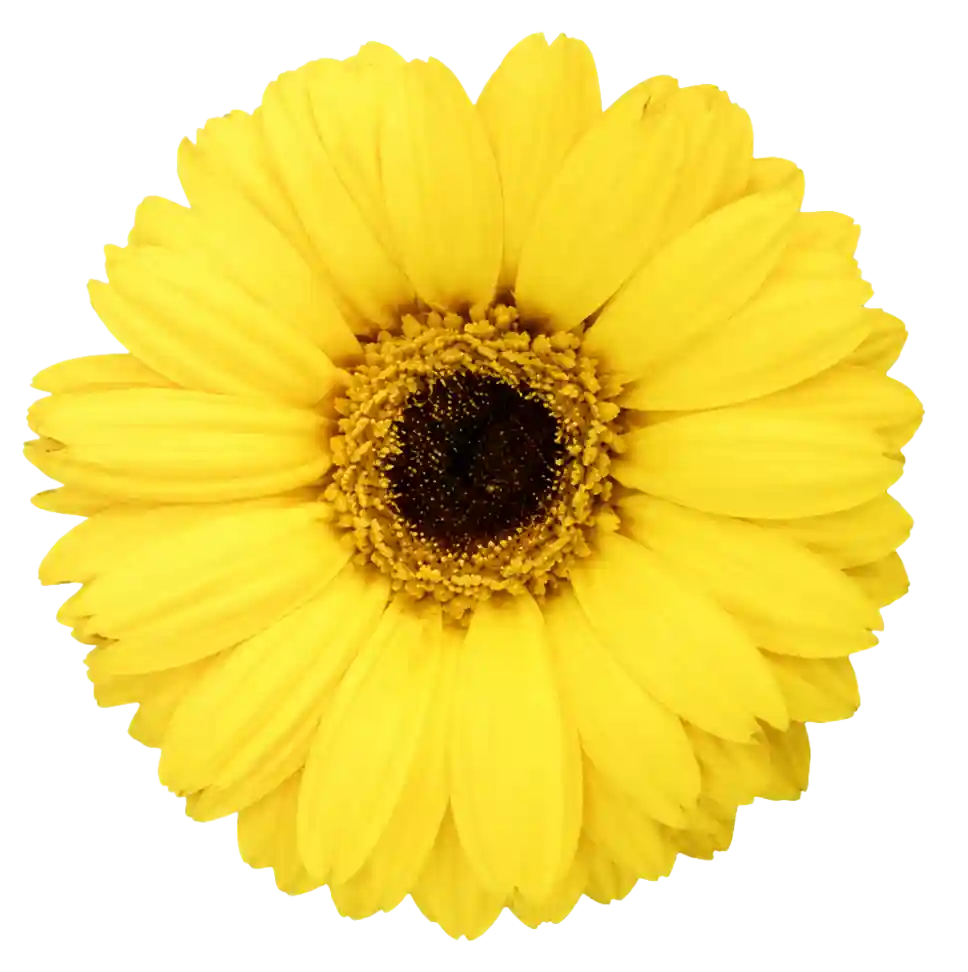 leksikon-gerbera