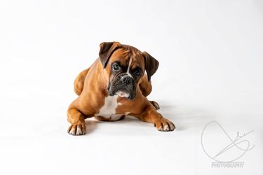 Askari
