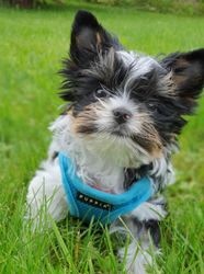 Luca