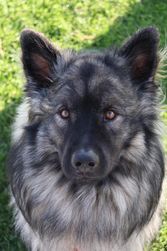 Castor