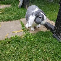 Loki