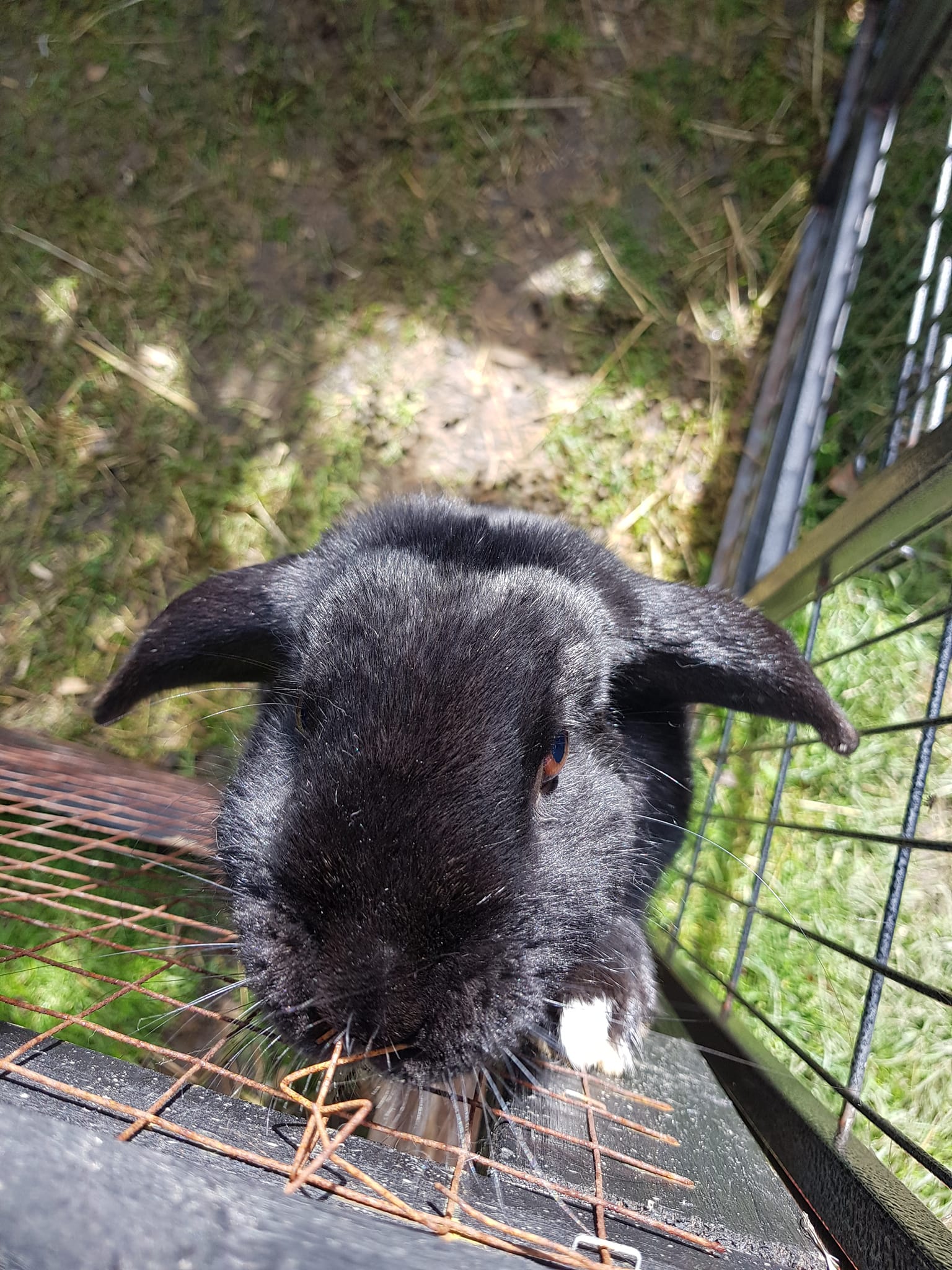 coco