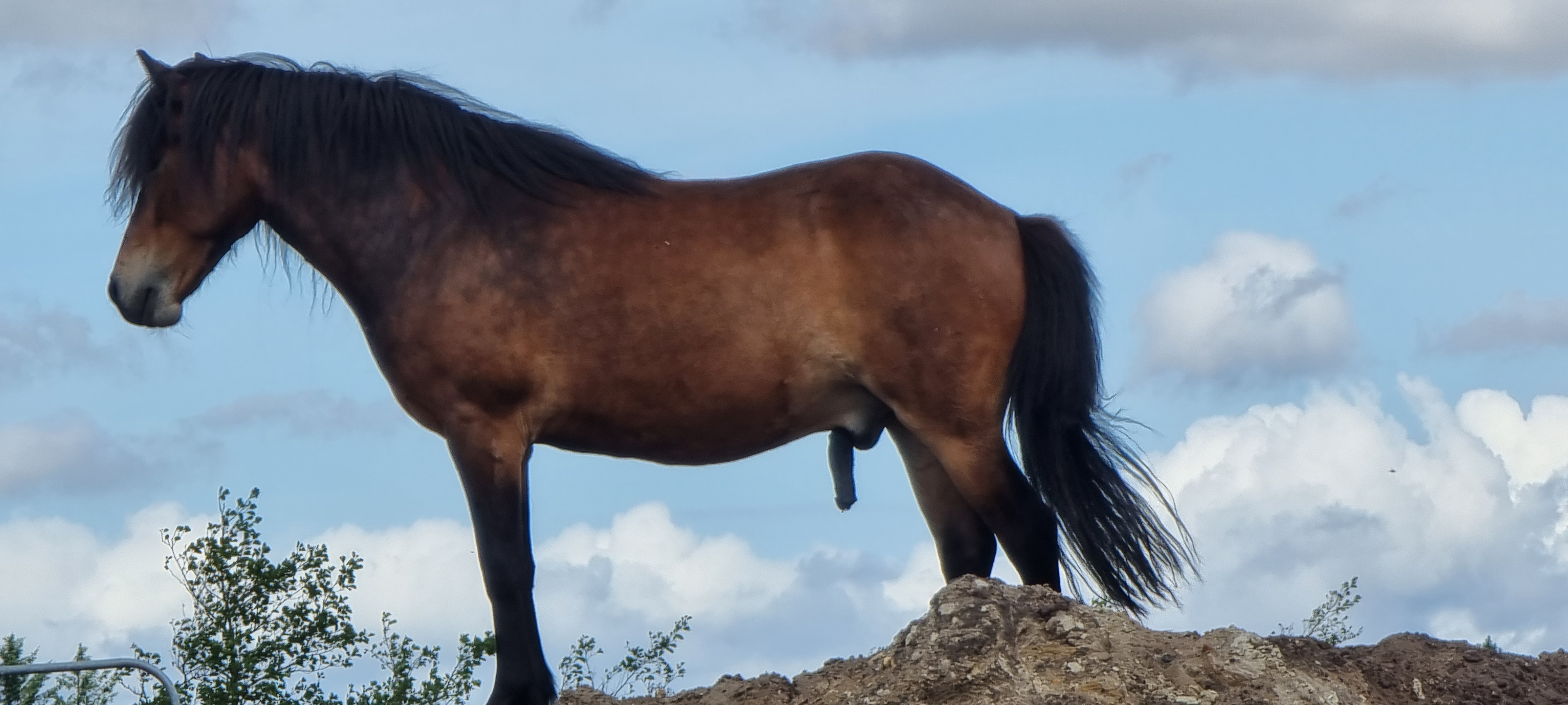 Týr på bakketop