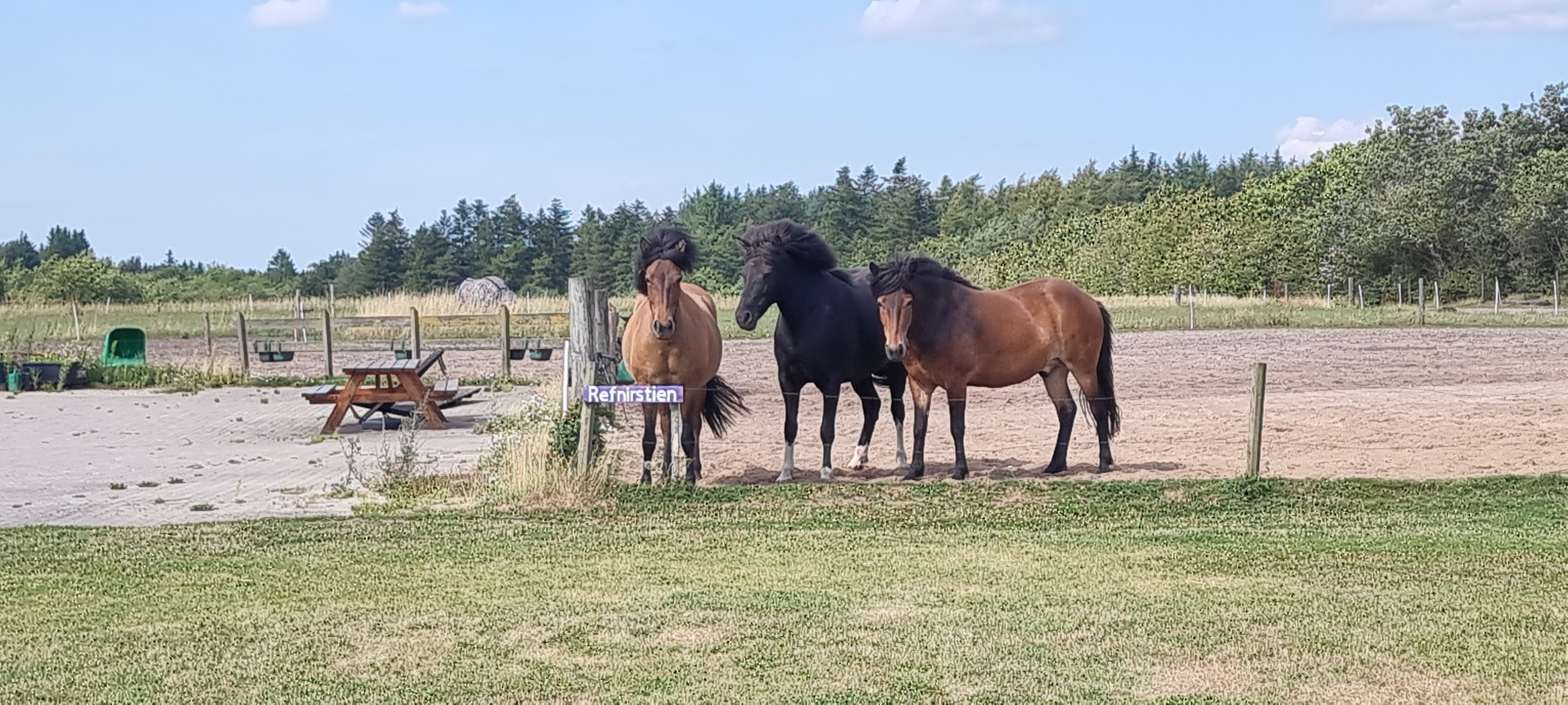 Vár Freyr og Týr alle fra Flyhede