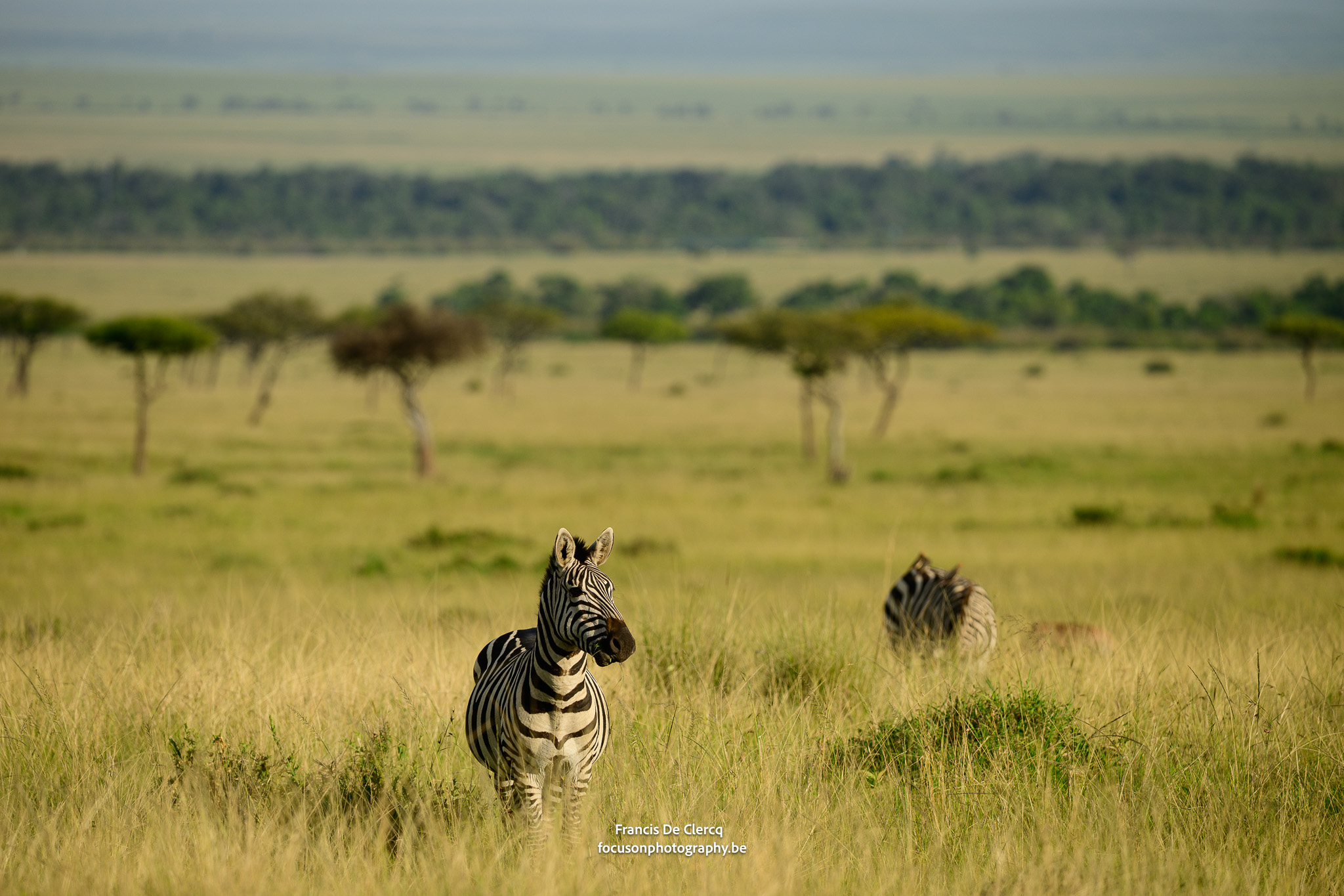 20260116-CZ8_6764_Masai Mara fotografiesafari