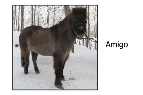 Amigo