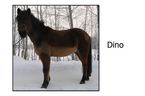Dino