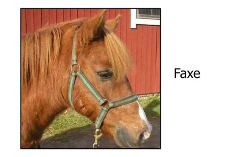 Faxe