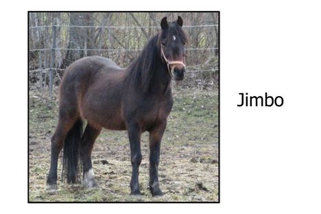 Jimbo