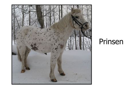 Prinsen