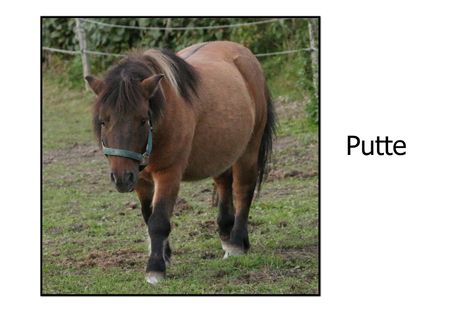 Putte