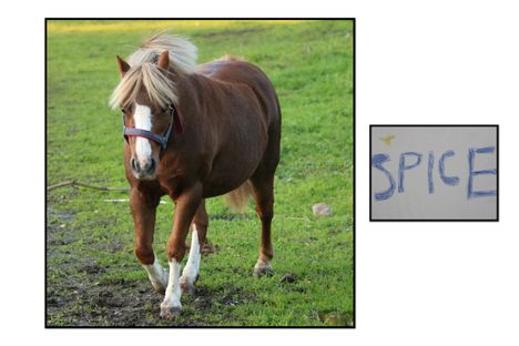 Spice