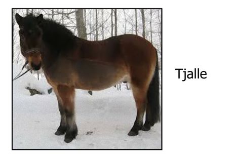 Tjalle