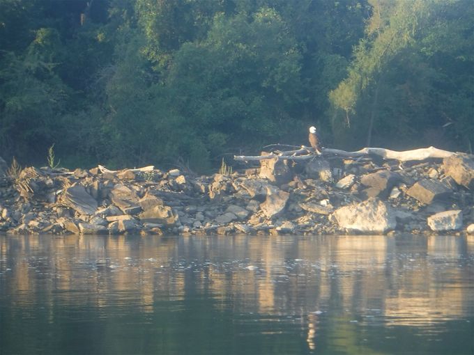 Eagle
