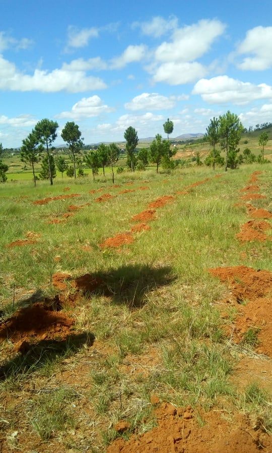 Terrain de reboisement de la FONDATION où les membres de l'AAM ont effectué les activités d'Evangélisation et du reboisement , dans le cadre du respect de l'environnement ( Foi & Environnement  )