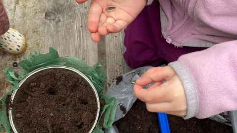 Plantering