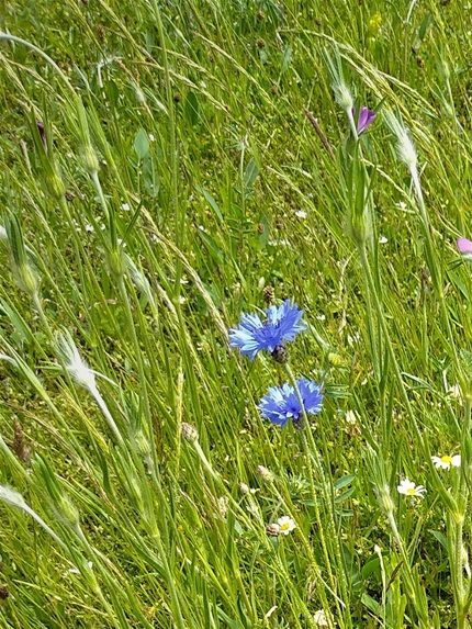 Meadow 2 August 2021. Cornflowers, and Corn Cockles,