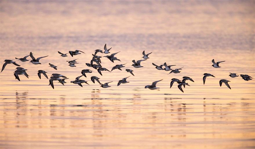 Turnstones in flight