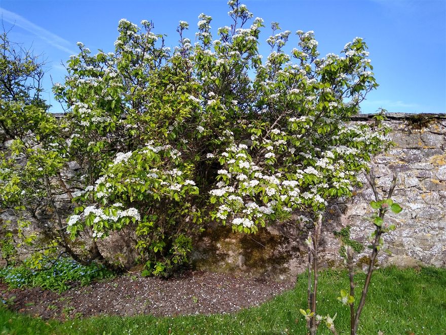The old pear tree