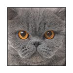 fotochris@dieren018