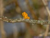 DSC_4769 Trilzwam