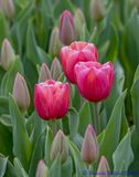 DSC_5201 Tulpen