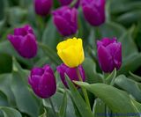 DSC_5217 Tulpen