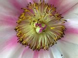 Hart van een bloem
