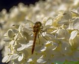 IMG_2055 Libel