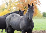 Paarden