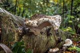 Slochteren-zwam-PXK55678_79_80_HDR