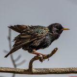 DSC_6174