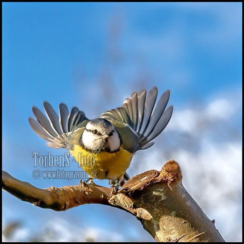 mejse_-blue_08837